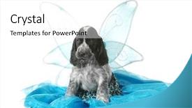  Presentation with puppy english cocker spaniel - Presentation with costumer attitude - angel puppy - english cocker background and a white colored foreground