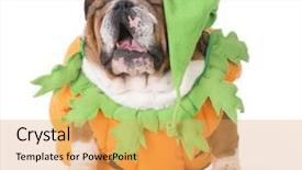  Presentation with costume - Colorful presentation design enhanced with costumer attitude - bulldog wearing pumpkin costume isolated backdrop and a yellow colored foreground