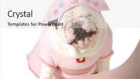  Presentation with english bulldog - Audience pleasing slide set consisting of costumer attitude - cute puppy - english bulldog backdrop and a white colored foreground