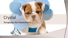  Presentation with english bulldog - PPT layouts having costumer attitude - cute puppy - female english background and a coral colored foreground