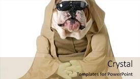  Presentation with wisdom - Colorful presentation theme enhanced with costumer attitude - dog wisdom - english bulldog backdrop and a coral colored foreground