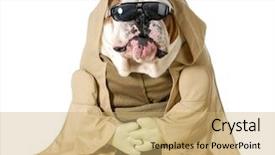  Presentation with english bulldog - Slide deck having costumer attitude - dog wisdom - english bulldog background and a coral colored foreground