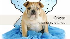  Presentation with english bulldog - Theme with costumer attitude - english bulldog puppy wearing blue background and a soft green colored foreground