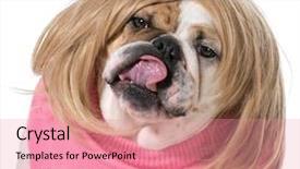  Presentation with female journalist at press conference - PPT theme consisting of costumer attitude - female bulldog wearing wig background and a coral colored foreground