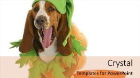  Presentation with basset hound - Cool new slide set with costumer attitude - halloween dog - basset hound backdrop and a gold colored foreground