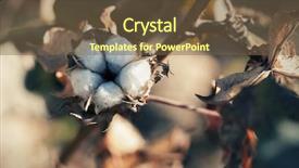  Presentation with organic farming - Slide deck consisting of cotton ball close up shot background and a  colored foreground