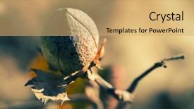  Presentation with cotton - Theme having cotton ball close up shot background and a yellow colored foreground