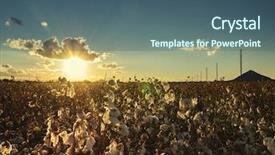  Presentation with agriculture cotton - PPT theme enhanced with cotton ball in full bloom background and a ocean colored foreground