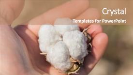  Presentation with cotton - Presentation theme having cotton ball on the hand background and a coral colored foreground