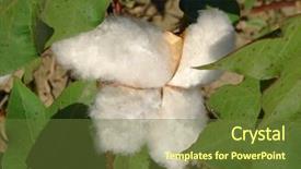  Presentation with organic farming - Presentation design enhanced with cotton boll among the leaves background and a tawny brown colored foreground