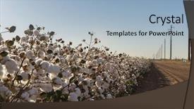  Presentation with bud - Amazing slide deck having cotton bud crop in full backdrop and a light blue colored foreground