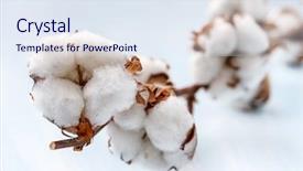  Presentation with cotton agriculture - Audience pleasing slide deck consisting of cotton buds branch small depth backdrop and a sky blue colored foreground