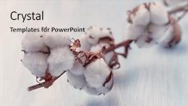  Presentation with plant cotton - Audience pleasing PPT theme consisting of cotton buds branch with retro backdrop and a light gray colored foreground