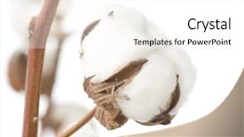  Presentation with plant cotton - Audience pleasing PPT theme consisting of cotton closeup backdrop and a white colored foreground