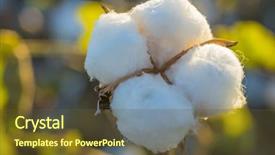  Presentation with industry hazard - Colorful slide deck enhanced with cotton crop industry field macro backdrop and a tawny brown colored foreground