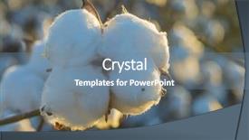  Presentation with crop - Audience pleasing PPT layouts consisting of cotton crop industry field macro backdrop and a seafoam green colored foreground