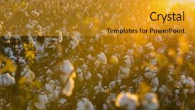  Presentation with crop - Amazing PPT theme having cotton crop industry field macro backdrop and a gold colored foreground