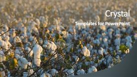  Presentation with automobile industry - Colorful slide set enhanced with cotton crop industry field macro backdrop and a coral colored foreground