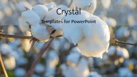  Presentation with crop - Cool new slide deck with cotton crop industry field macro backdrop and a light blue colored foreground
