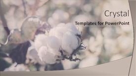  Presentation with crop - Presentation design enhanced with cotton-crop-landscape-ripe-cotton background and a mint green colored foreground