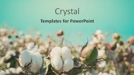  Presentation with cotton - Slides featuring cotton-crop-landscape-ripe-cotton background and a mint green colored foreground