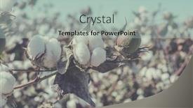  Presentation with cotton - Cool new presentation theme with cotton-crop-landscape-ripe-cotton backdrop and a mint green colored foreground
