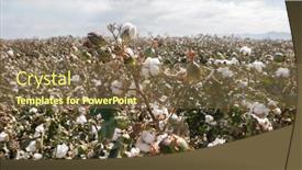  Presentation with crop - Audience pleasing PPT theme consisting of cotton-crop-landscape-with-ripe backdrop and a tawny brown colored foreground