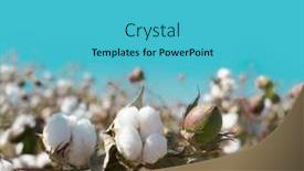  Presentation with cotton - Beautiful presentation theme featuring cotton-crop-landscape-with-ripe backdrop and a teal colored foreground