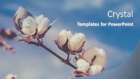  Presentation with cotton - Slide deck enhanced with cotton-crop-landscape-with-ripe background and a teal colored foreground