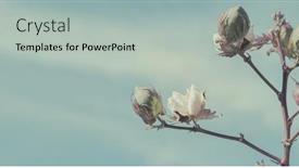  Presentation with cotton - PPT theme with cotton-crop-landscape-with-ripe background and a light gray colored foreground