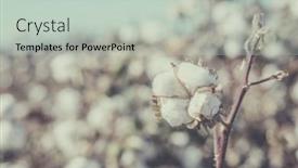  Presentation with cotton - Slide deck enhanced with cotton-crop-landscape-with-ripe background and a soft green colored foreground
