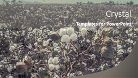  Presentation with cotton - Beautiful PPT theme featuring cotton-crop-landscape-with-ripe backdrop and a gray colored foreground