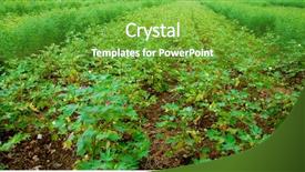  Presentation with plant cotton - PPT layouts featuring cotton farming a fiels background and a shamrock green colored foreground