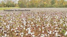  Presentation with tennessee - PPT theme enhanced with cotton field and forest background and a coral colored foreground