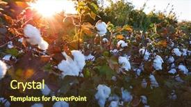  Presentation with cotton - Beautiful presentation theme featuring cotton field at sunrise backdrop and a tawny brown colored foreground