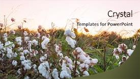  Presentation with organic farming - PPT layouts with cotton field at sunrise background and a pink colored foreground