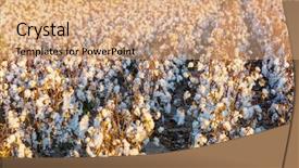  Presentation with organic farming - Theme having cotton field at sunrise background and a coral colored foreground