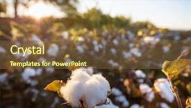  Presentation with organic farming - Theme with cotton field at sunrise background and a tawny brown colored foreground