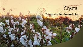  Presentation with cotton - Cool new presentation design with cotton field at sunrise backdrop and a blonde colored foreground