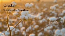  Presentation with cotton - Audience pleasing PPT theme consisting of cotton field background ready backdrop and a yellow colored foreground