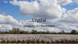  Presentation with cotton - Presentation theme with cotton field background and a light blue colored foreground