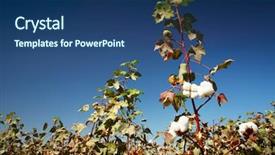 Presentation with cotton - Beautiful PPT layouts featuring cotton field backdrop and a  colored foreground