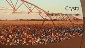  Presentation with plant cotton - PPT theme having cotton field background and a coral colored foreground