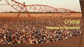  Presentation with plant cotton - Audience pleasing slides consisting of cotton field backdrop and a  colored foreground