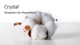  Presentation with lotus flower white water lily - PPT theme featuring cotton flower isolated on white background and a  colored foreground