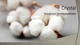  Presentation with cotton - Colorful presentation enhanced with cotton flower on branch backdrop and a coral colored foreground
