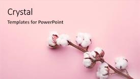  Presentation with cotton - Presentation theme consisting of cotton flowers on color background background and a white colored foreground