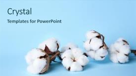  Presentation with cotton - Audience pleasing presentation consisting of cotton flowers on color background backdrop and a sky blue colored foreground