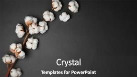  Presentation with cotton - Presentation featuring cotton flowers on dark background background and a dark gray colored foreground