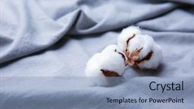  Presentation with cotton fabric - Audience pleasing presentation consisting of cotton flowers on fabric closeup backdrop and a light blue colored foreground